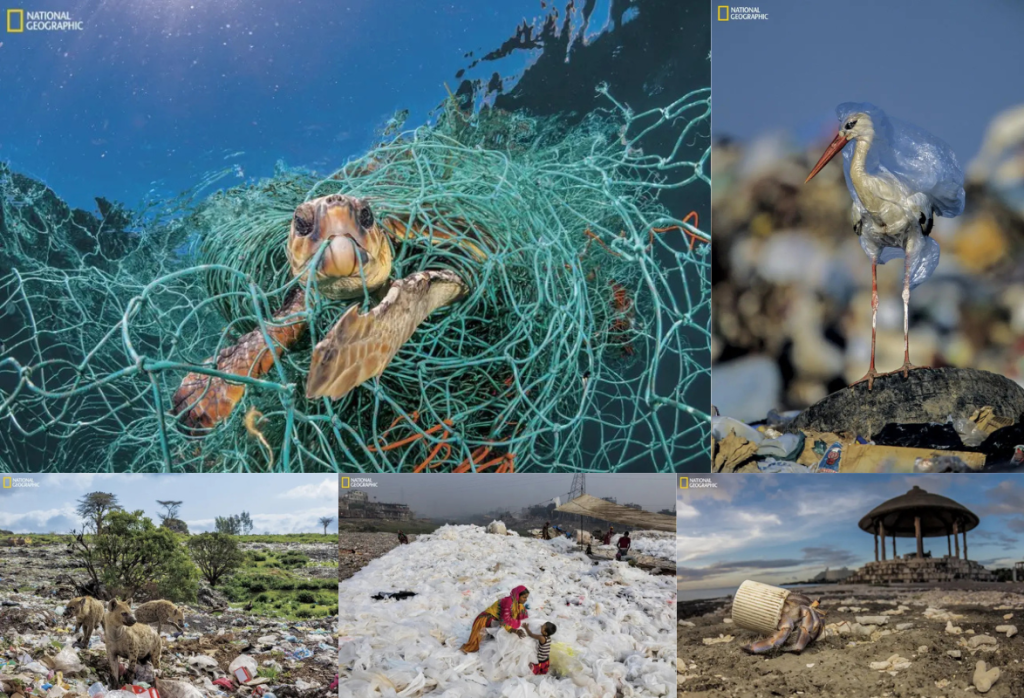 プラスチック製品による生態系への影響